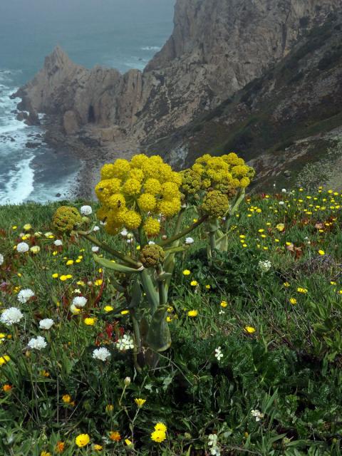 Čuřidlo huňaté (Thapsia villosa L.)