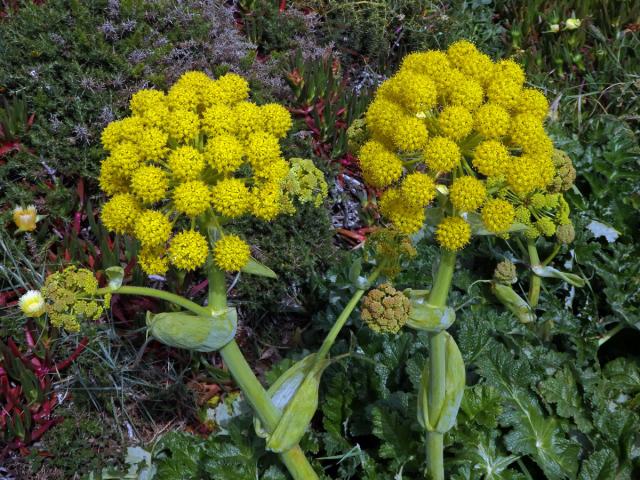 Čuřidlo huňaté (Thapsia villosa L.)