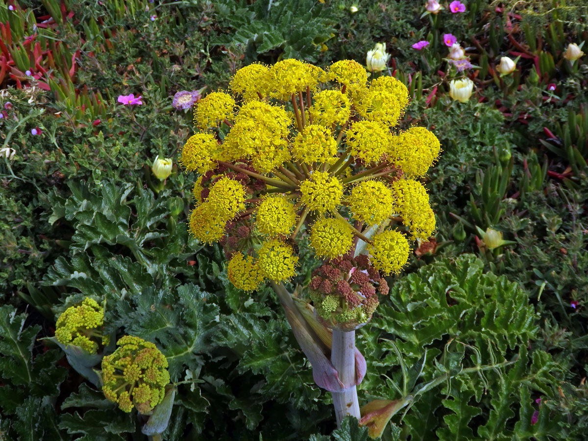 Čuřidlo huňaté (Thapsia villosa L.)