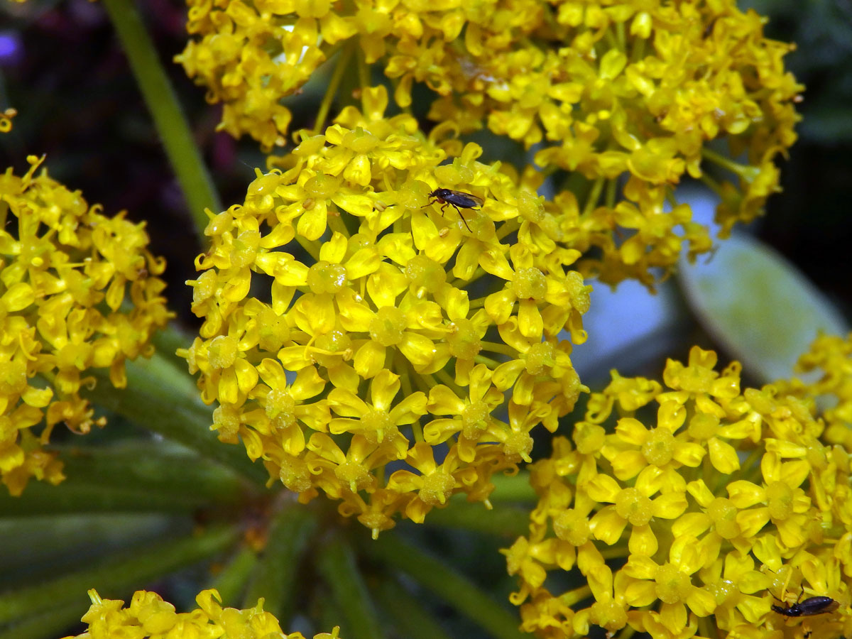 Čuřidlo huňaté (Thapsia villosa L.)