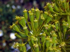 Čuřidlo huňaté (Thapsia villosa L.)