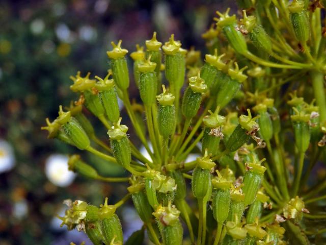 Čuřidlo huňaté (Thapsia villosa L.)