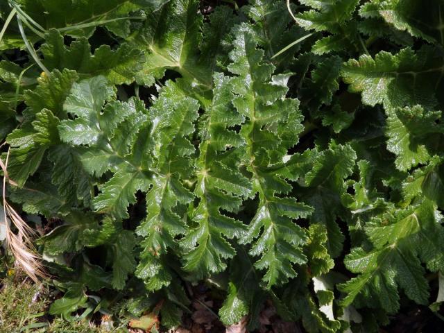 Čuřidlo huňaté (Thapsia villosa L.)