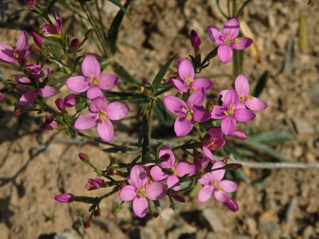 Zeměžluč okolíkatá (lékařská) (Centaurium erythraea  Rafn.) s čtyřčetnými květy