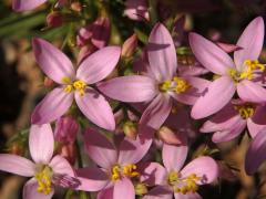 Zeměžluč okolíkatá (lékařská) (Centaurium erythraea  Rafn.) s čtyřčetným květem