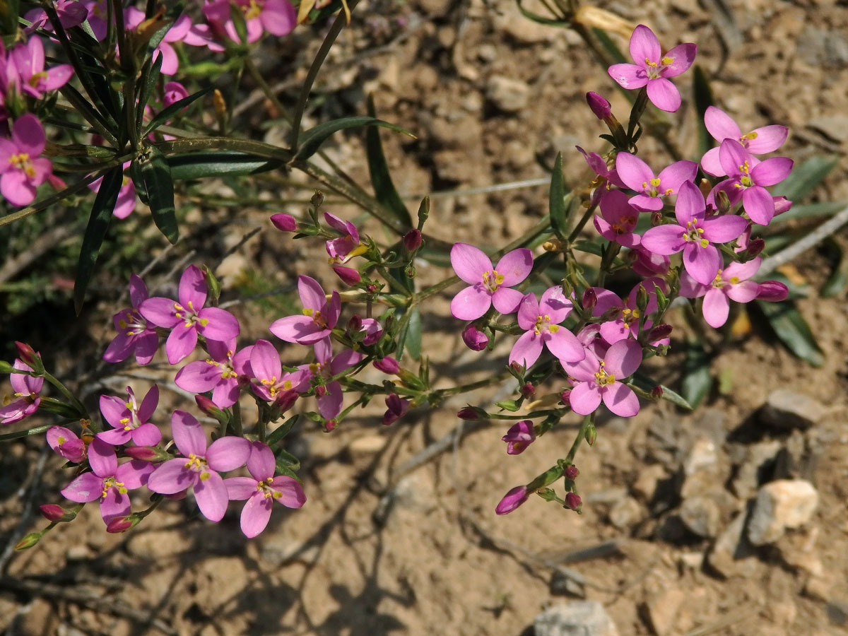 Zeměžluč okolíkatá (lékařská) (Centaurium erythraea  Rafn.) s čtyřčetnými květy