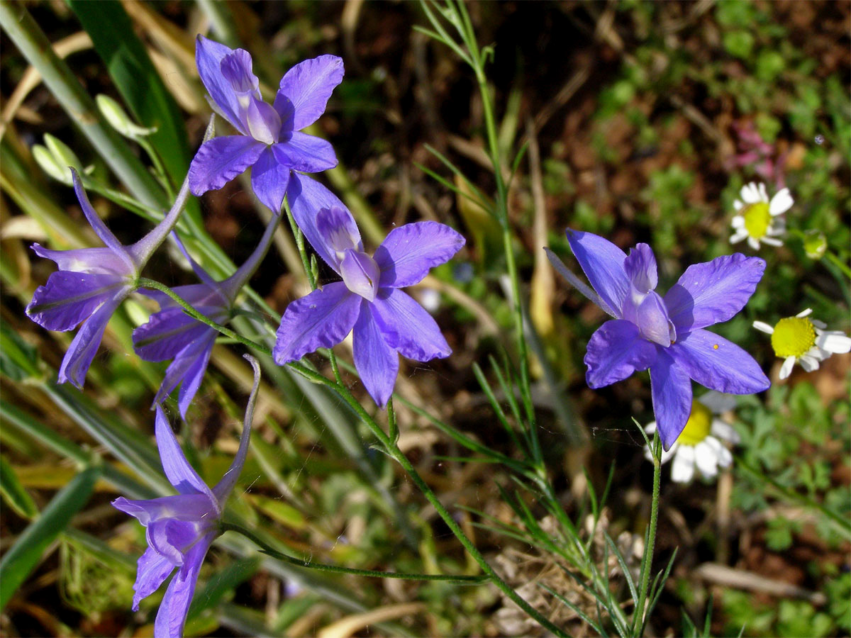 Ostrožka stračka (Consolida regalis S. F. Gray)