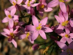 Zeměžluč okolíkatá (lékařská) (Centaurium erythraea  Rafn.) s šestičetným květem