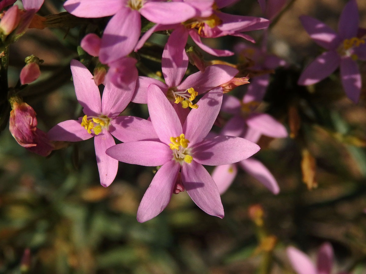 Zeměžluč okolíkatá (lékařská) (Centaurium erythraea  Rafn.) s šestičetným květem