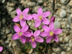 Zeměžluč okolíkatá (lékařská) (Centaurium erythraea  Rafn.) s šestičetným květem