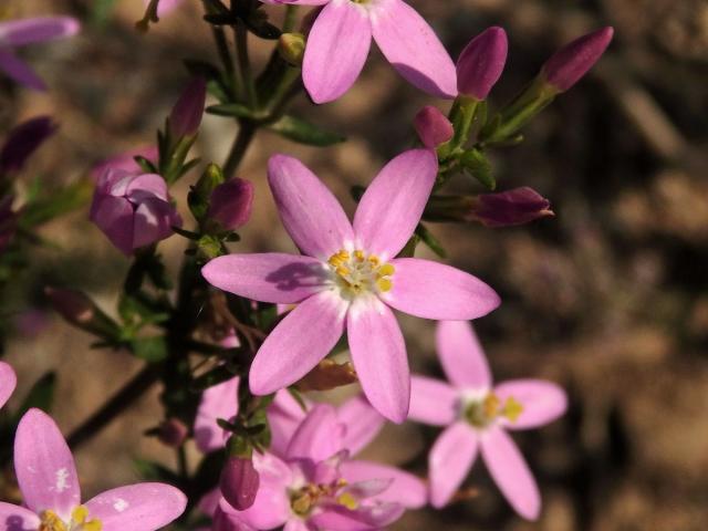 Zeměžluč okolíkatá (lékařská) (Centaurium erythraea  Rafn.) s šestičetným květem