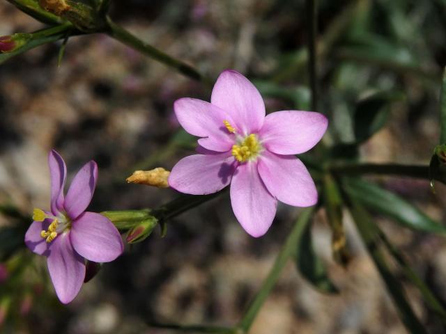 Zeměžluč okolíkatá (lékařská) (Centaurium erythraea  Rafn.) s šestičetným květem