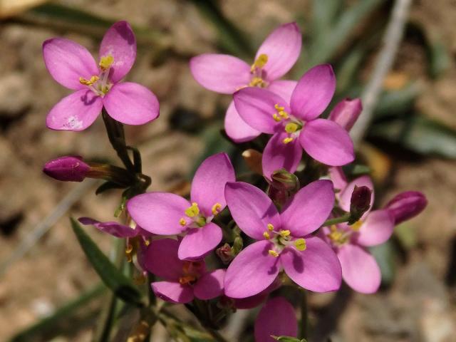 Zeměžluč okolíkatá (lékařská) (Centaurium erythraea  Rafn.) s trojčetným květem