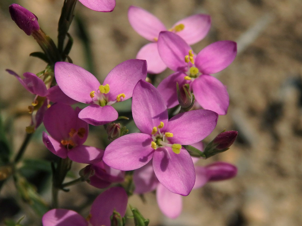 Zeměžluč okolíkatá (lékařská) (Centaurium erythraea  Rafn.) s trojčetným květem