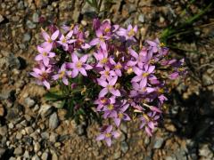 Zeměžluč okolíkatá (lékařská) (Centaurium erythraea  Rafn.) s atypickými květy