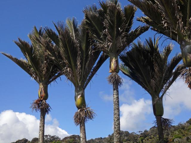 Rhopalostylis H. Wendl. & Drude