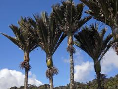 Rhopalostylis sapida (Sol. ex G. Forst.) H. Wendl. & Drude   