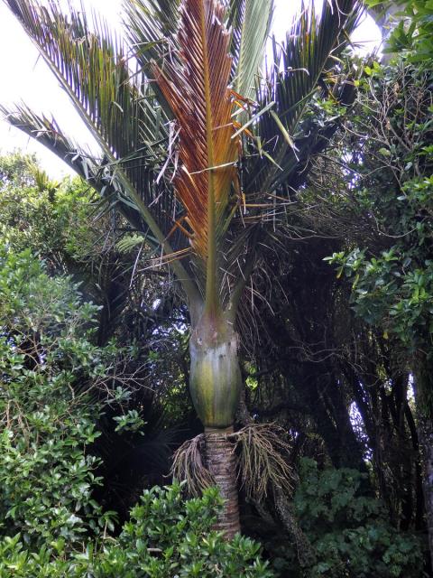 Rhopalostylis H. Wendl. & Drude