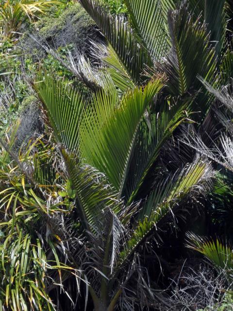 Rhopalostylis H. Wendl. & Drude