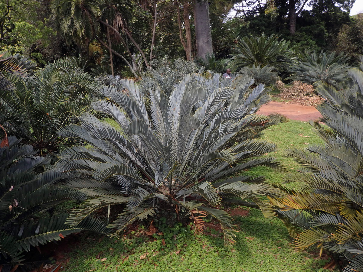 Píchoš (Encephalartos princeps R. A. Dyer)