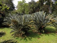 Píchoš (Encephalartos princeps R. A. Dyer)