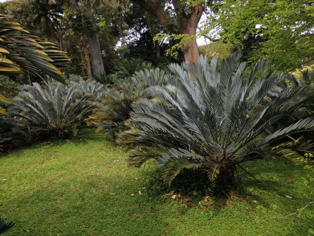 Píchoš (Encephalartos princeps R. A. Dyer)