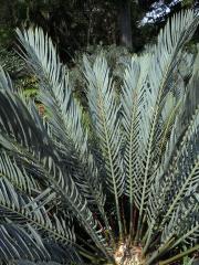 Píchoš (Encephalartos princeps R. A. Dyer)