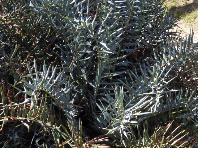 Píchoš hrozný (Encephalartos horridus (Jacq.) Lehm.)