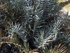 Píchoš hrozný (Encephalartos horridus (Jacq.) Lehm.)      