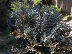 Píchoš hrozný (Encephalartos horridus (Jacq.) Lehm.)