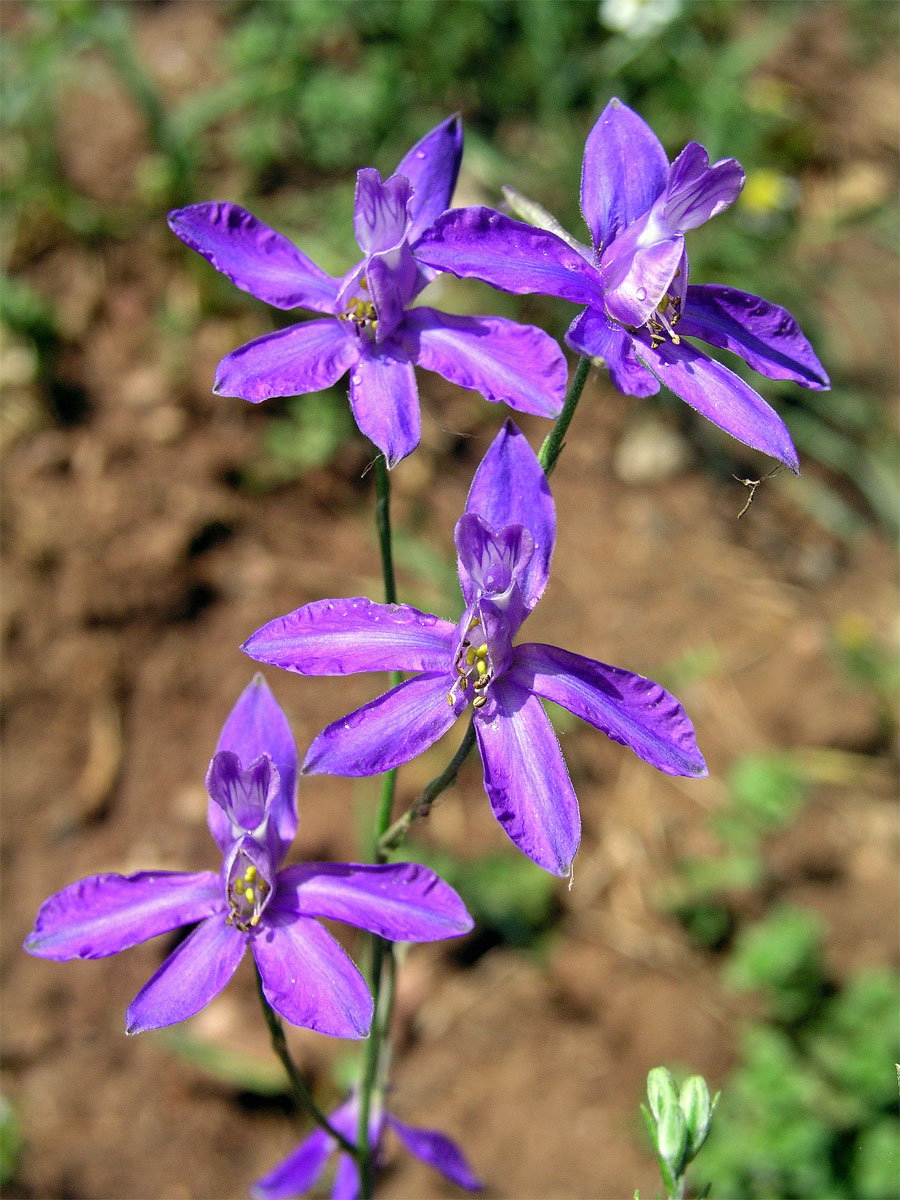 Ostrožka stračka (Consolida regalis S. F. Gray)