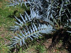 Píchoš hrozný (Encephalartos horridus (Jacq.) Lehm.)