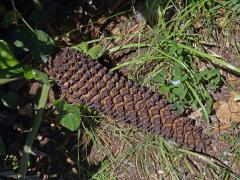 Píchoš hrozný (Encephalartos horridus (Jacq.) Lehm.)