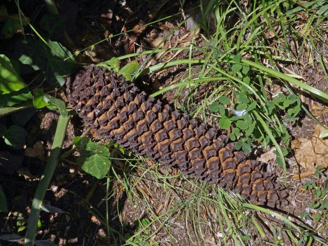 Píchoš hrozný (Encephalartos horridus (Jacq.) Lehm.)