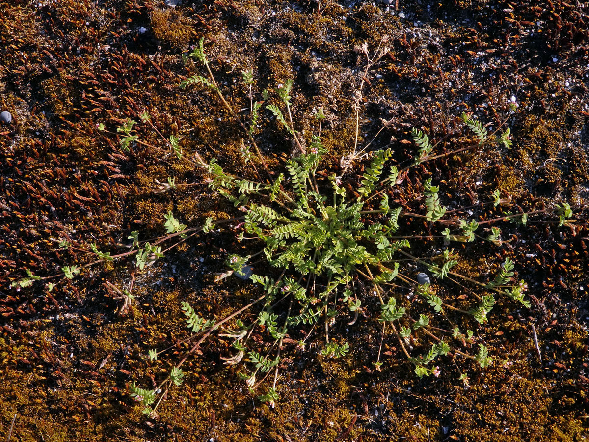 Ptačí noha maličká (Ornithopus perpusillus L.)