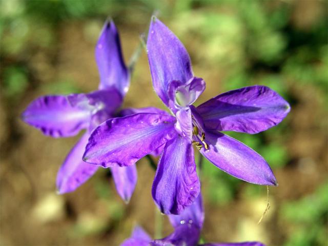 Ostrožka stračka (Consolida regalis S. F. Gray)