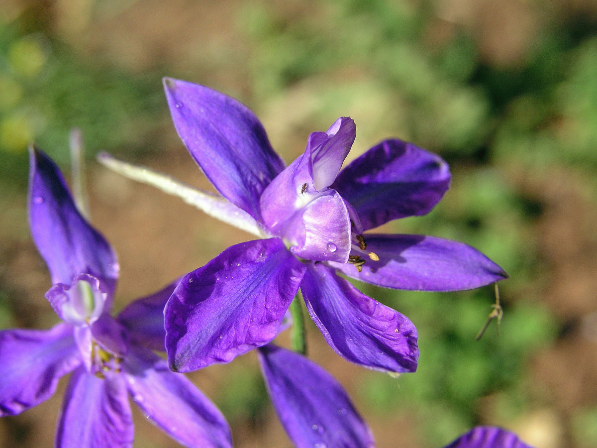 Ostrožka stračka (Consolida regalis S. F. Gray)