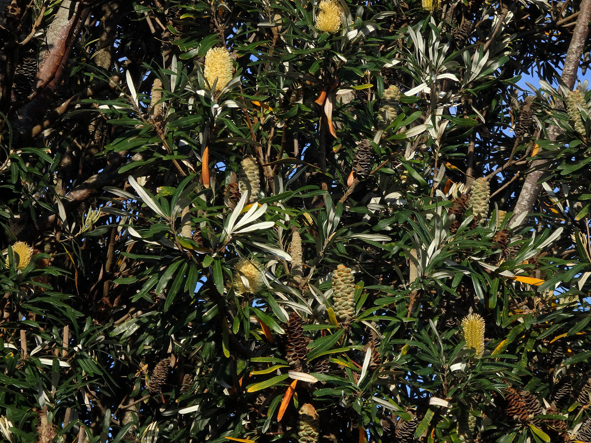 Banksia integrifolia L. f.