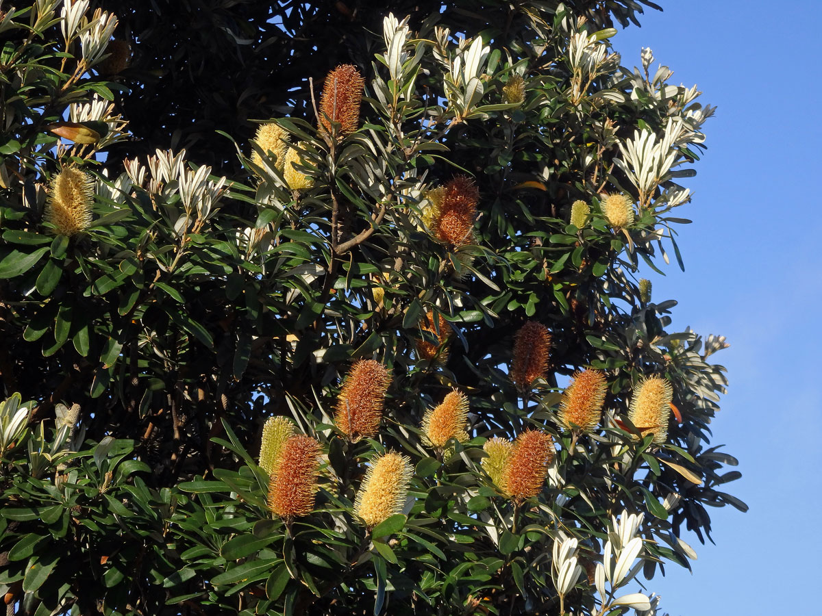 Banksia integrifolia L. f.