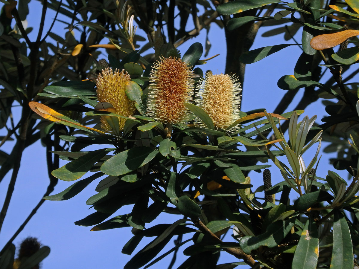 Banksia integrifolia L. f.