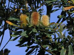 Banksia integrifolia L. f.