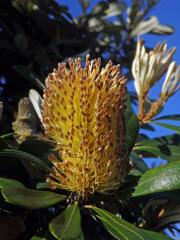 Banksia integrifolia L. f.