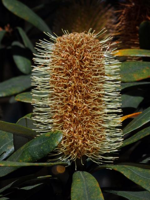 Banksia integrifolia L. f.