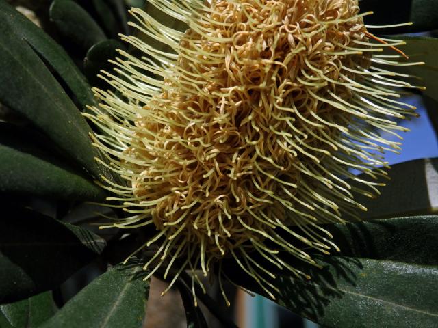 Banksia integrifolia L. f.