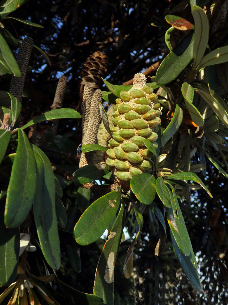 Banksia integrifolia L. f.