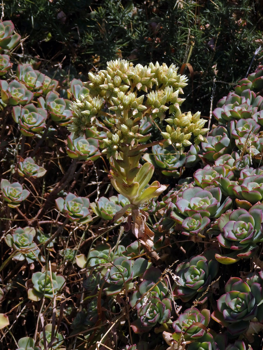 Eonium (Aeonium haworthii (Webb & Berthel.) Webb & Berthel.