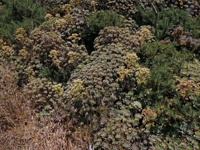 Eonium (Aeonium haworthii (Webb & Berthel.) Webb & Berthel.