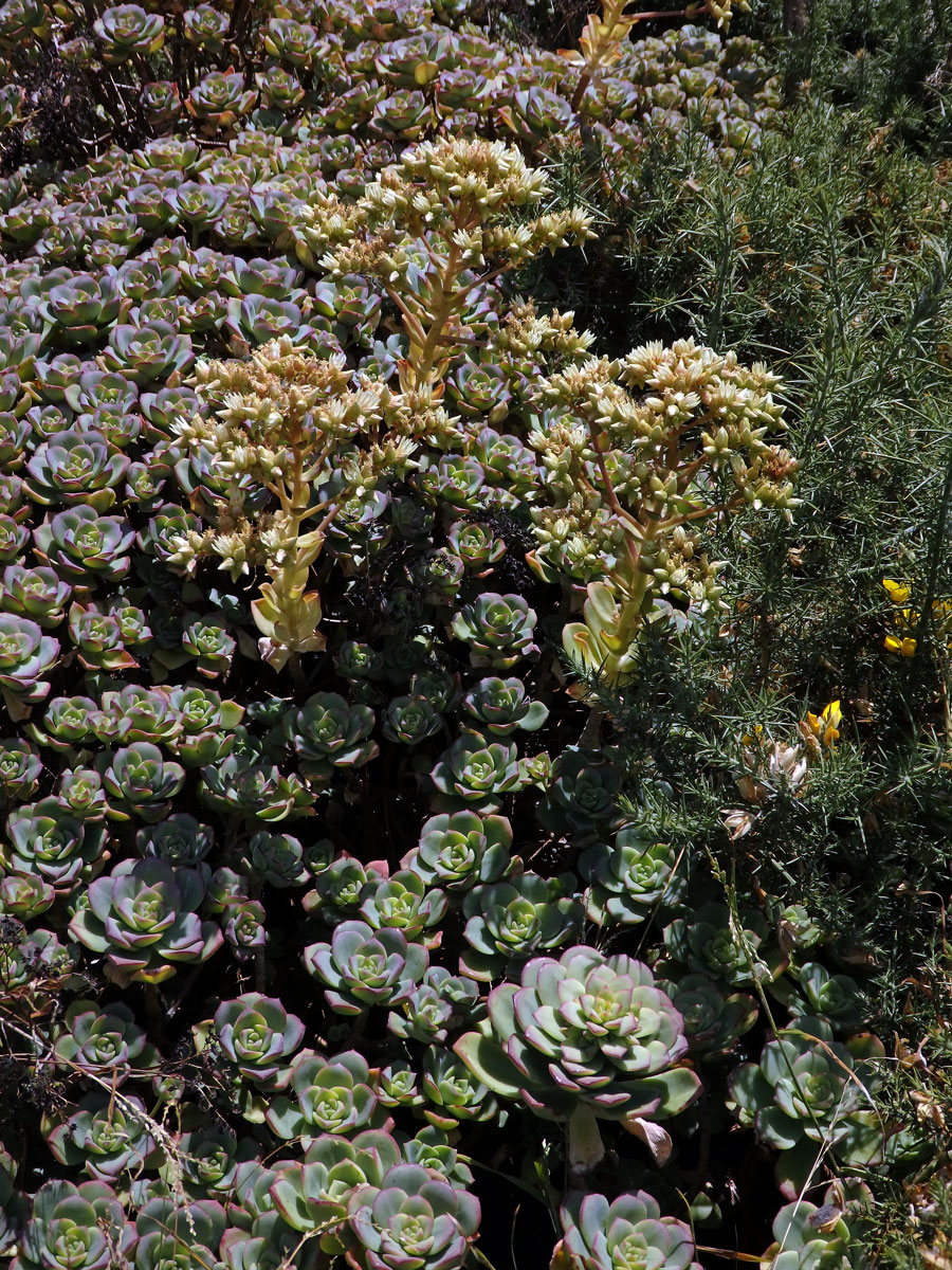 Eonium (Aeonium haworthii (Webb & Berthel.) Webb & Berthel.