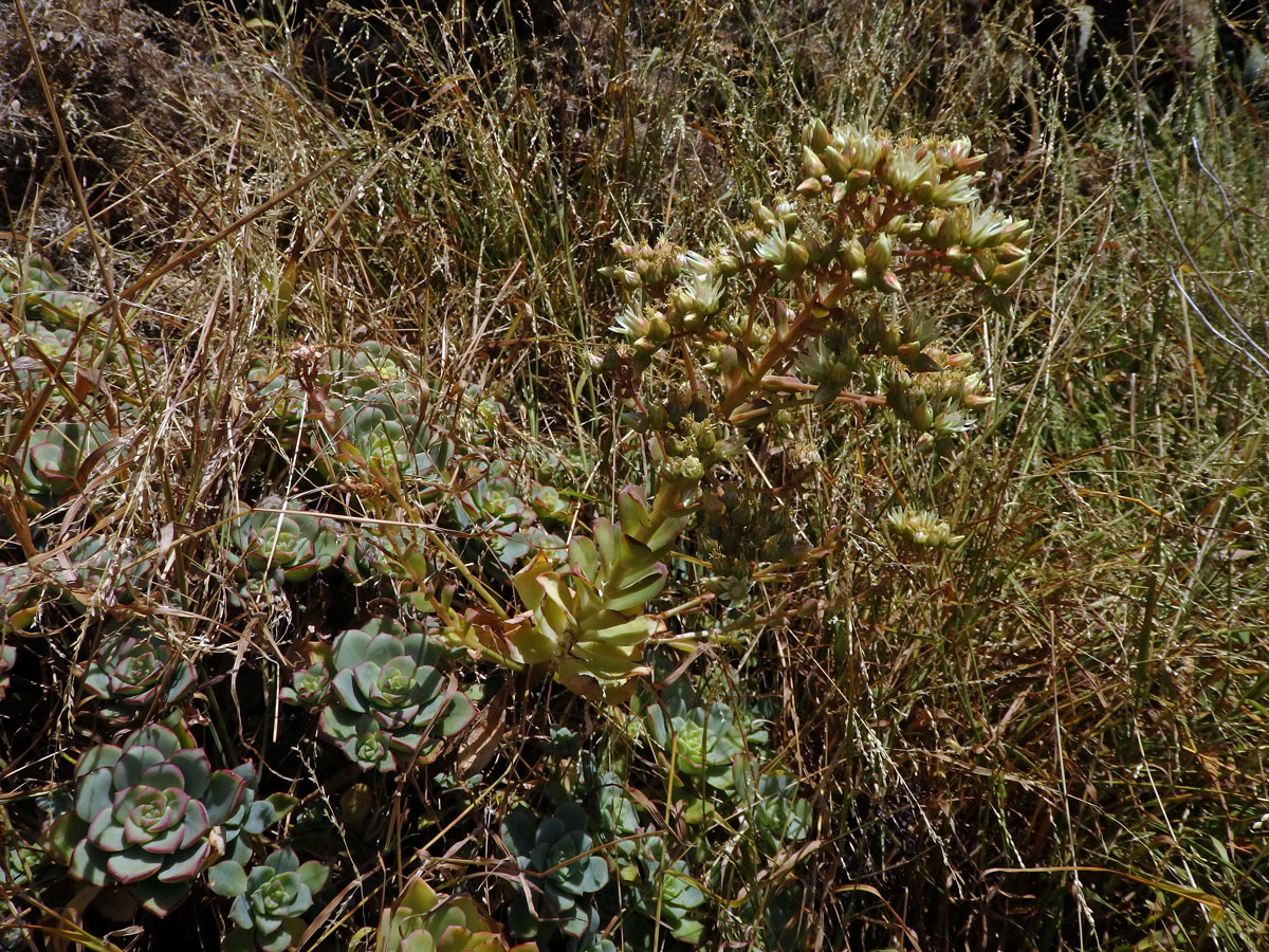 Eonium (Aeonium haworthii (Webb & Berthel.) Webb & Berthel.