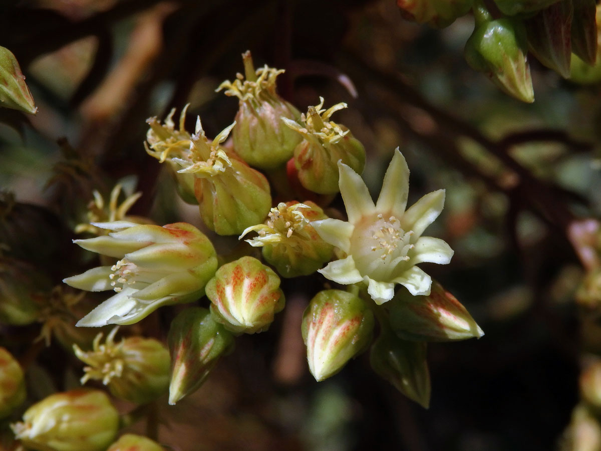 Eonium (Aeonium haworthii (Webb & Berthel.) Webb & Berthel.